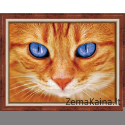 Deimantinė mozaika Blue-Eyed Cat AZ-1716 40x30cm