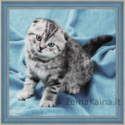 Deimantinė mozaika paveikslas - KITTEN AZ-1465