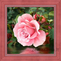 Deimantinė mozaika Rose by the water AM-1704