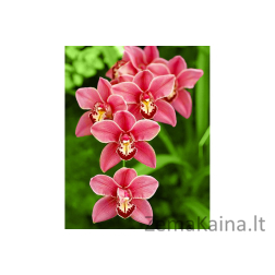Deimantines mozaikos rinkinys - CIMBIDIUM WD033