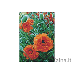 Deimantines mozaikos rinkinys - POPPIE FIELD WD012