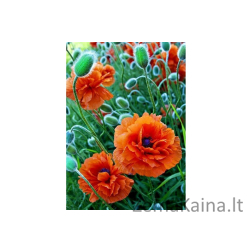 Deimantines mozaikos rinkinys - POPPIE FIELD WD012