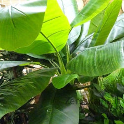 Dirbtinis augalas Bananas