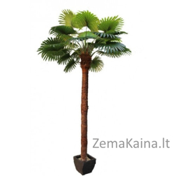 Dirbtinis augalas Palmė I