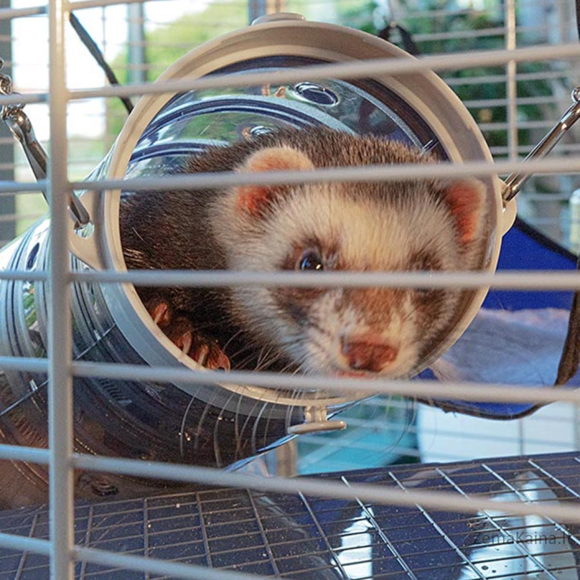 FERPLAST Furet Tower - Narvas 3