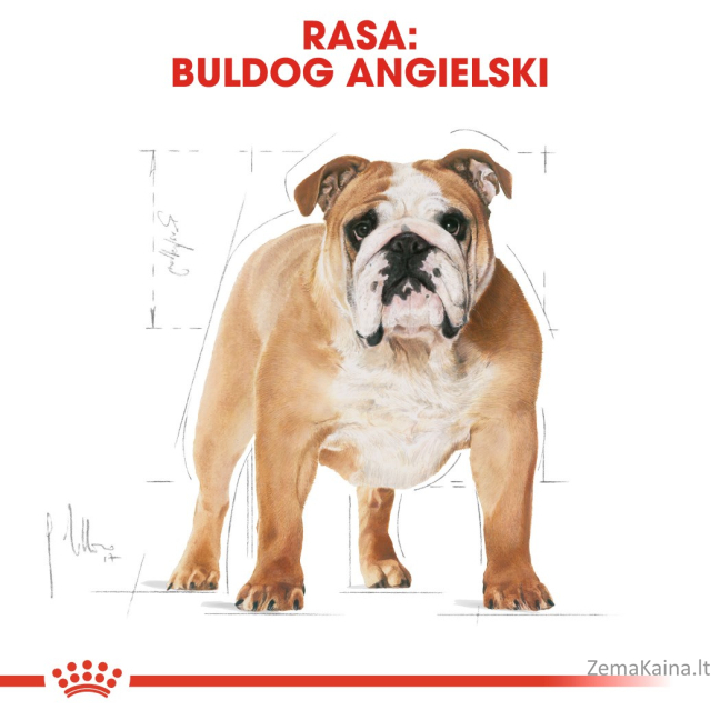 Royal Canin BHN Bulldog Adult - sausas ėdalas suaugusiems buldogų veislės šunims - 12kg 5