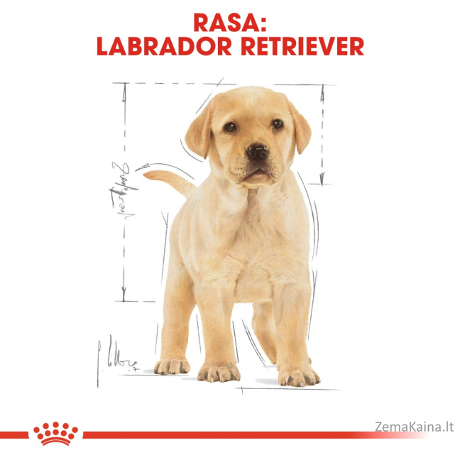 ROYAL CANIN BHN Labrador Retriever Puppy - sausas šuniukų ėdalas - 3kg 2