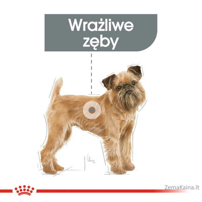ROYAL CANIN CCN Mini Dental Care - sausas ėdalas suaugusiems šunims - 3kg