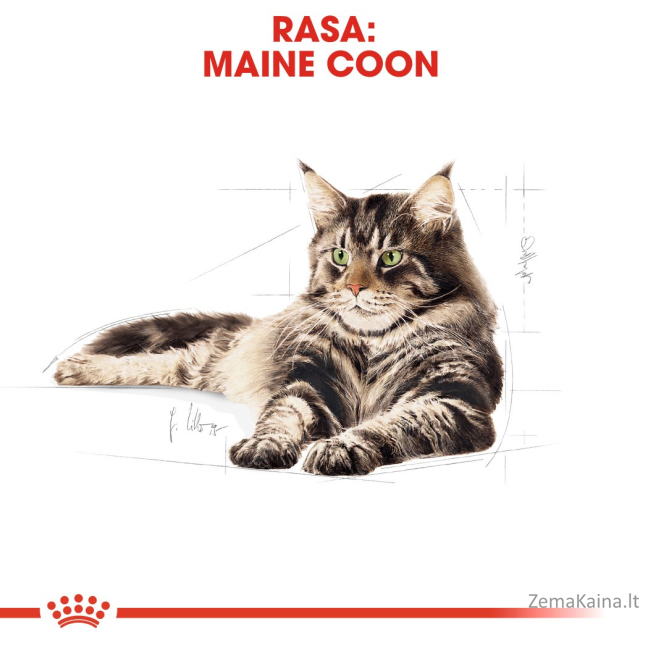 Royal Canin FBN Maine Coon Adult -  sausas ėdalas suaugusioms katėms - 4kg 6