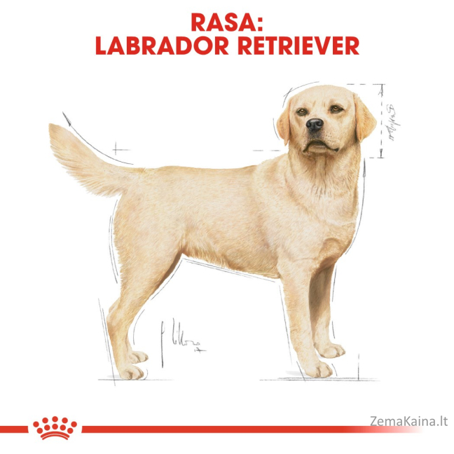 Royal Canin Labrador Retriever Adult 12 kg Paukštiena, Ryžiai 2