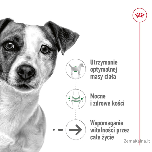 Royal Canin Mini Ageing 12+ Adult Sausas šunų maistas 3,5 kg 10
