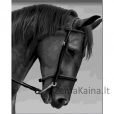 Tapymas pagal skaičius Black horse 40x50 cm F014