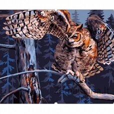 Tapymas pagal skaičius Night Owl 40x50 cm T028