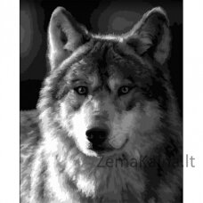 Tapymas pagal skaičius Silver wolf 40x50 cm F015