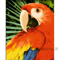 Tapymas pagal skaičius Macaw 40x50 cm H154