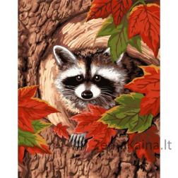 Tapymas pagal skaičius Raccoon 40x50 cm S010