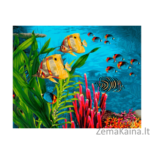Tapymas pagal skaičius Žuvys  40X50 CM H104