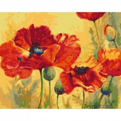 Tapymas pagal skaičius Field Poppies 40x50 cm T110