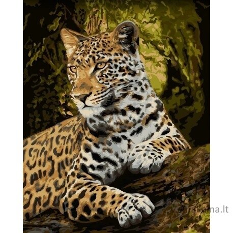 Tapymas pagal skaičius Honorable gaze 40x50 cm H159