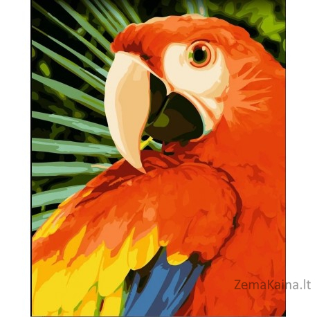 Tapymas pagal skaičius Macaw 40x50 cm H154